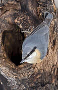 Eurasian Nuthatch