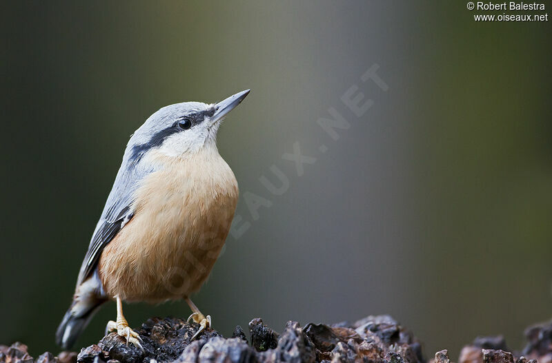 Eurasian Nuthatch