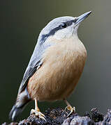 Eurasian Nuthatch