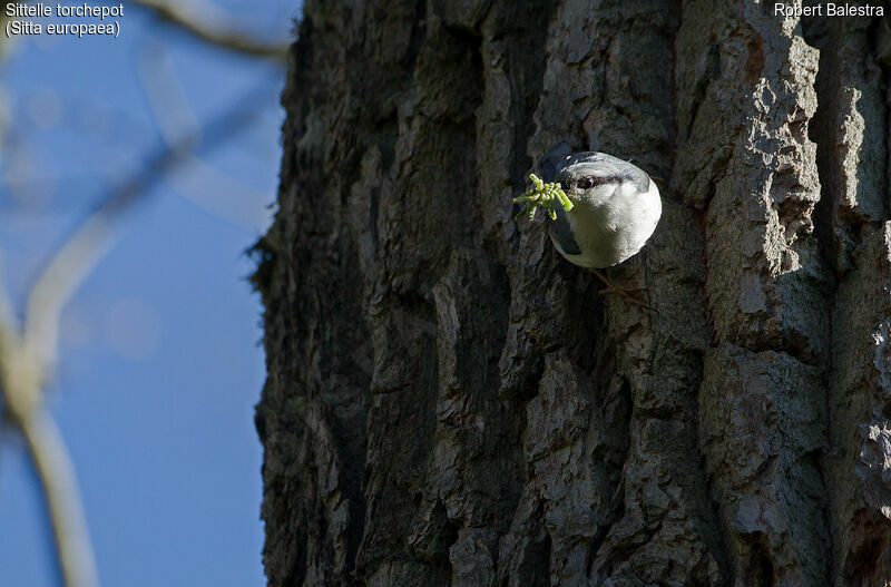 Eurasian Nuthatch