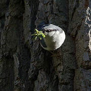 Eurasian Nuthatch