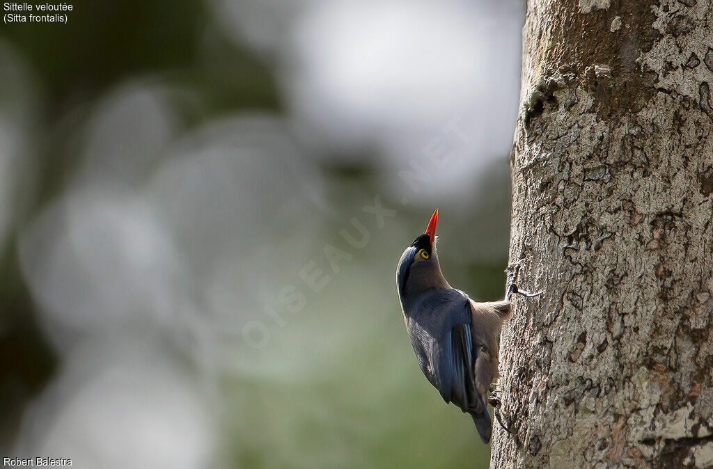 Velvet-fronted Nuthatch