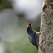 Velvet-fronted Nuthatch