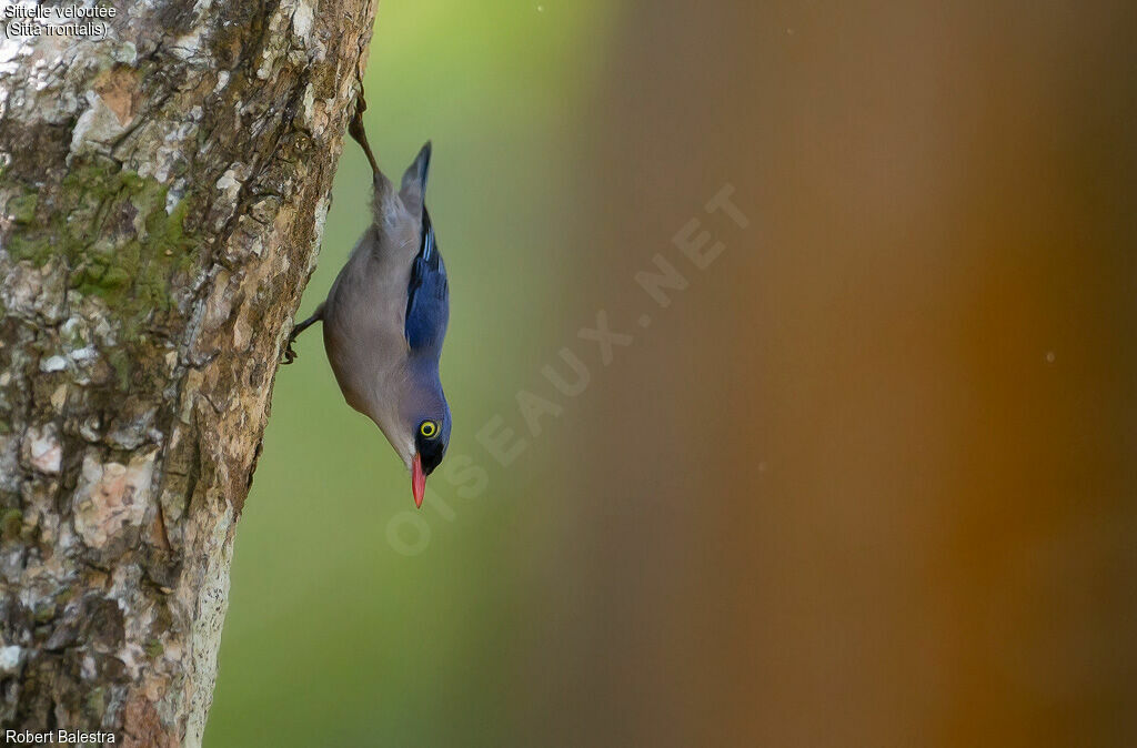 Sittelle veloutée