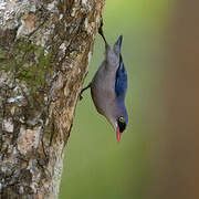 Velvet-fronted Nuthatch