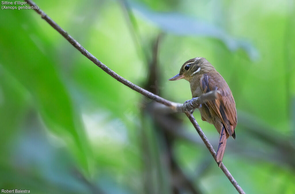 Amazonian Plain Xenops