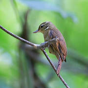 Amazonian Plain Xenops
