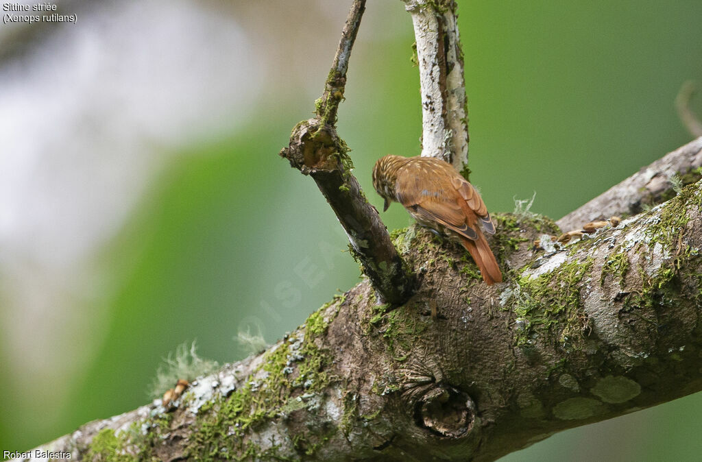 Streaked Xenops