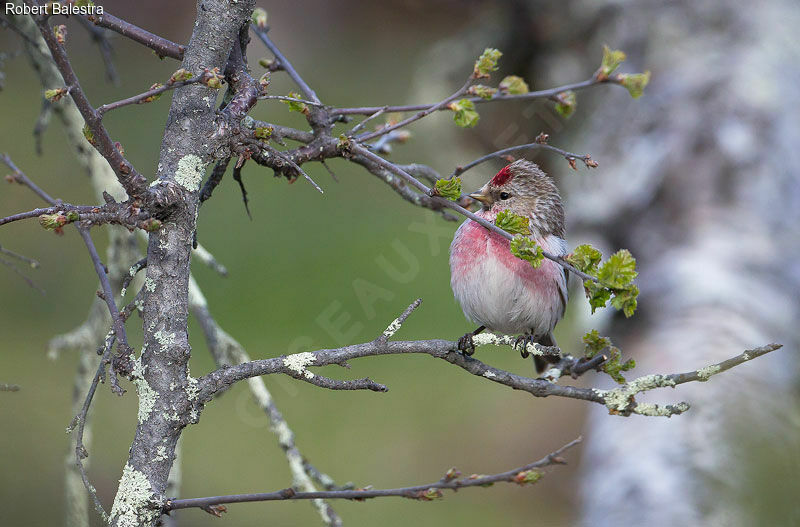 Common Redpoll male