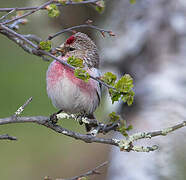 Common Redpoll