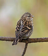 Common Redpoll