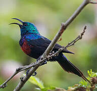 Red-chested Sunbird