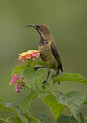 Red-chested Sunbird