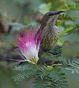 Red-chested Sunbird