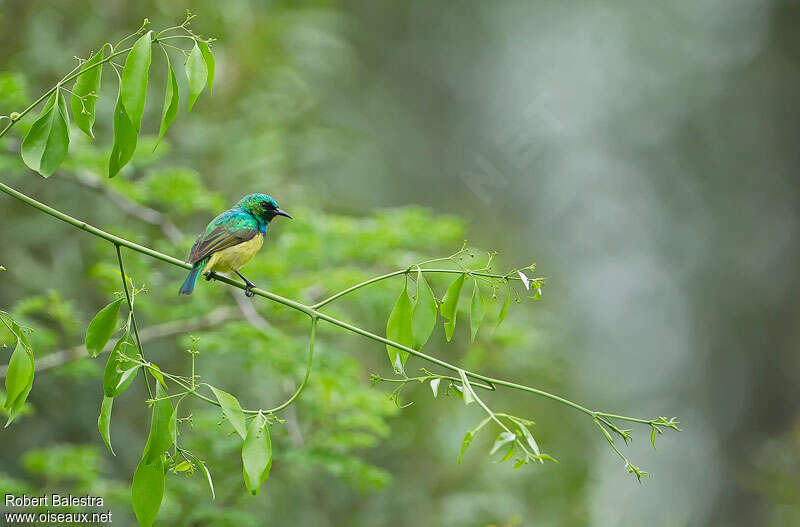 Collared Sunbird male adult breeding, habitat