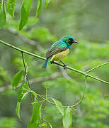 Collared Sunbird