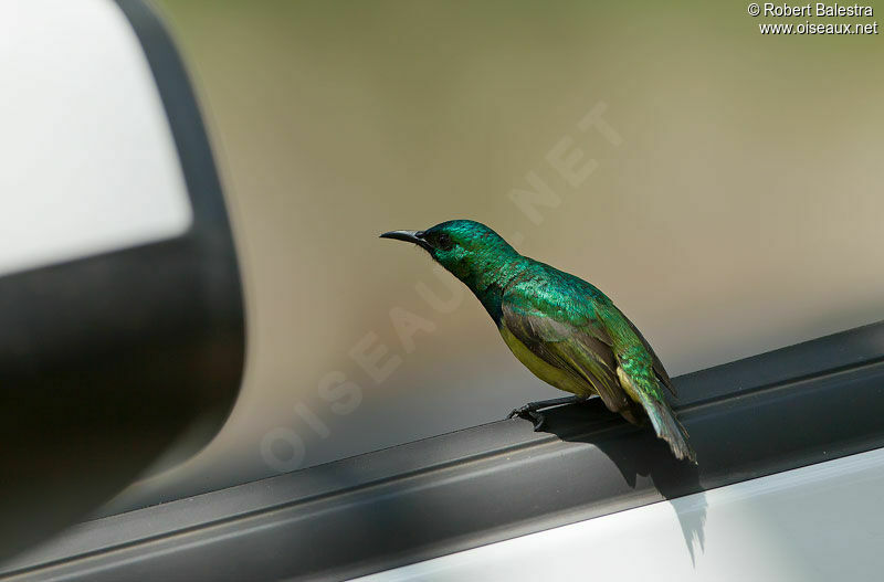 Collared Sunbird male adult breeding