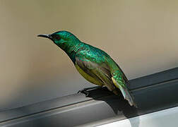 Collared Sunbird