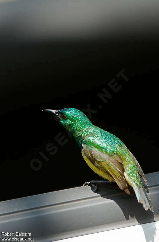 Collared Sunbird male adult breeding