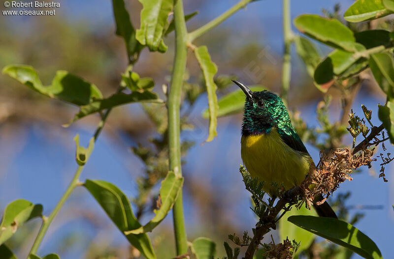 Collared Sunbird