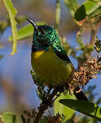 Collared Sunbird