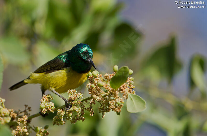 Collared Sunbird