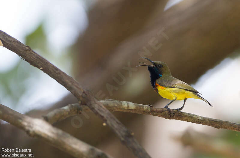 Olive-backed Sunbird male adult breeding, song