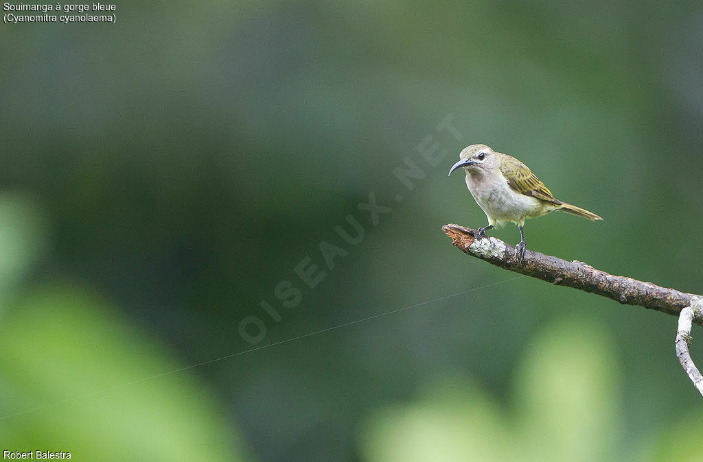 Blue-throated Brown Sunbird female