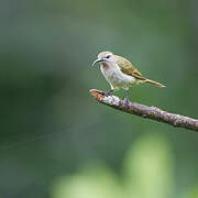 Blue-throated Brown Sunbird