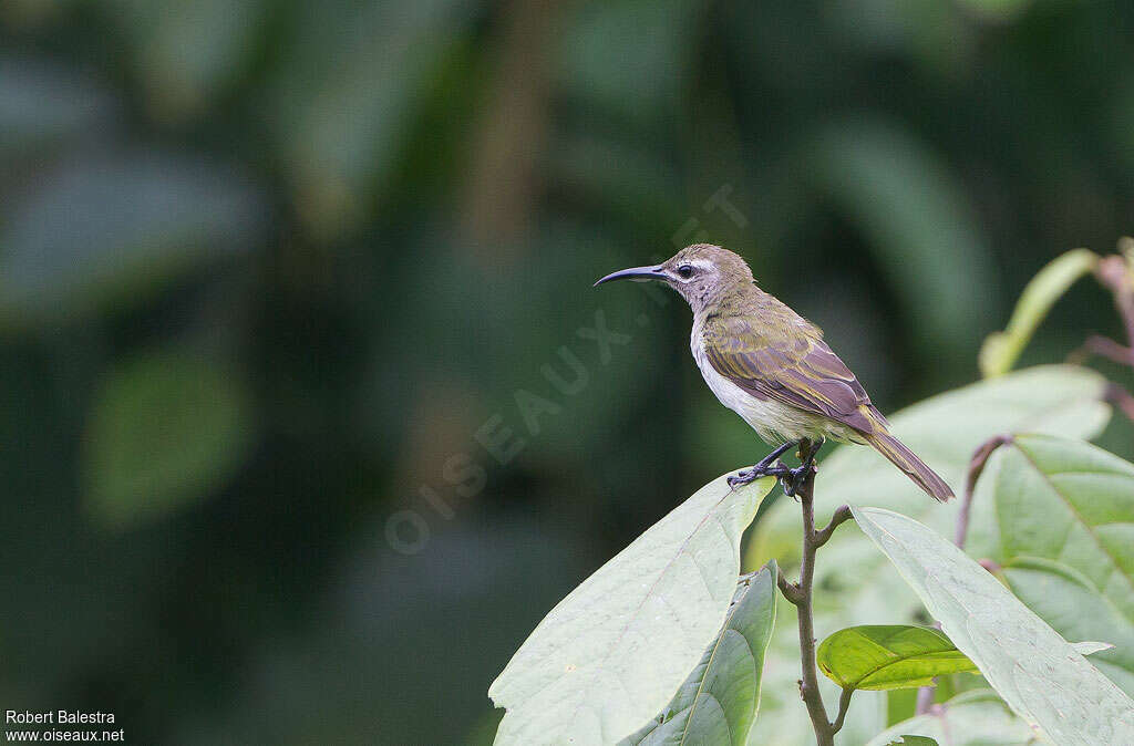 Blue-throated Brown Sunbird female adult, identification