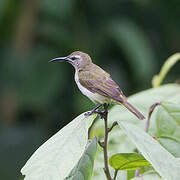 Blue-throated Brown Sunbird