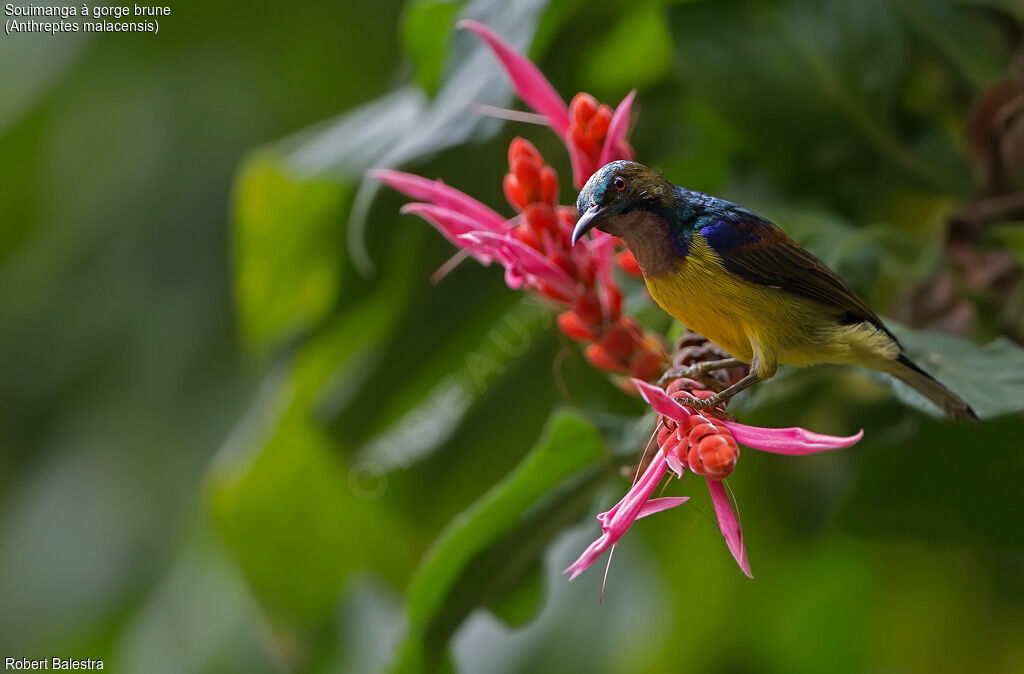 Brown-throated Sunbird