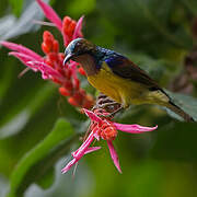 Brown-throated Sunbird