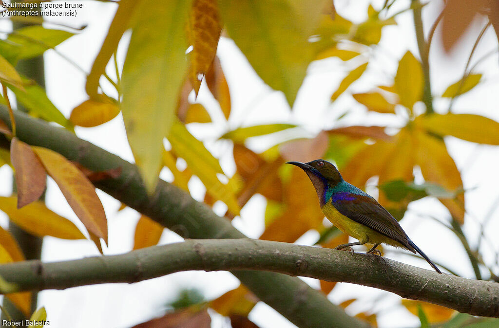 Brown-throated Sunbird male