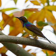 Brown-throated Sunbird