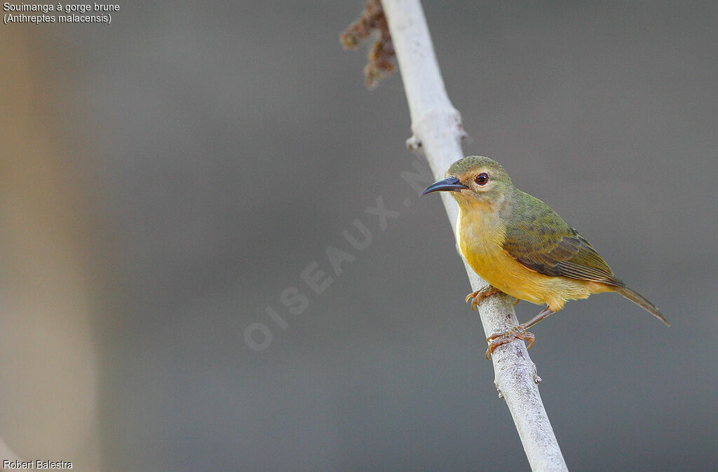 Brown-throated Sunbird female