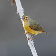 Brown-throated Sunbird