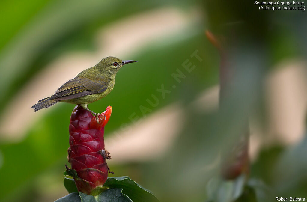 Brown-throated Sunbird