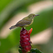 Brown-throated Sunbird