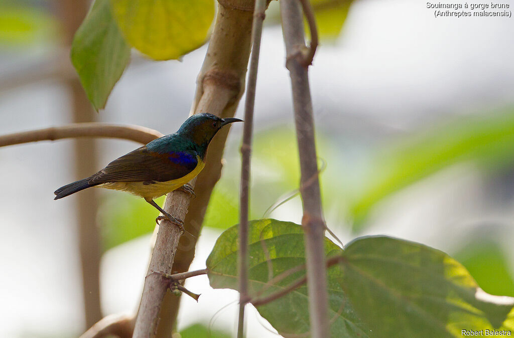 Brown-throated Sunbird male