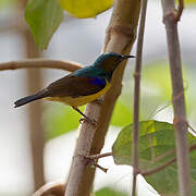 Brown-throated Sunbird