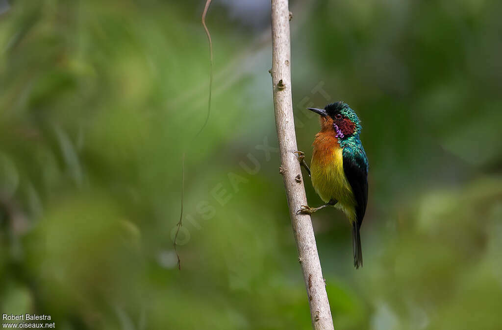 Ruby-cheeked Sunbird male adult, identification