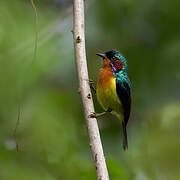 Ruby-cheeked Sunbird