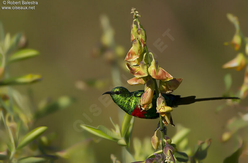 Beautiful Sunbird male adult breeding