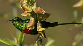 Beautiful Sunbird