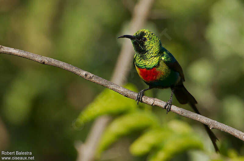 Beautiful Sunbird male adult breeding, identification