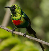 Beautiful Sunbird