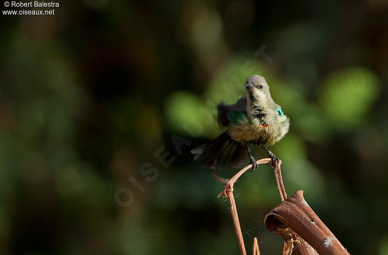 Beautiful Sunbird