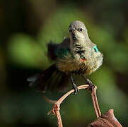 Beautiful Sunbird