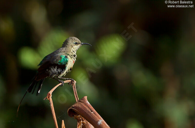 Beautiful Sunbird